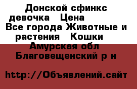 Донской сфинкс девочка › Цена ­ 15 000 - Все города Животные и растения » Кошки   . Амурская обл.,Благовещенский р-н